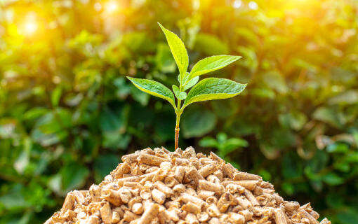 Biomasse: cosa sono e quali sono i vantaggi di questa fonte di energia rinnovabile