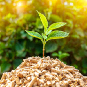 Biomasse: cosa sono e quali sono i vantaggi di questa fonte di energia rinnovabile