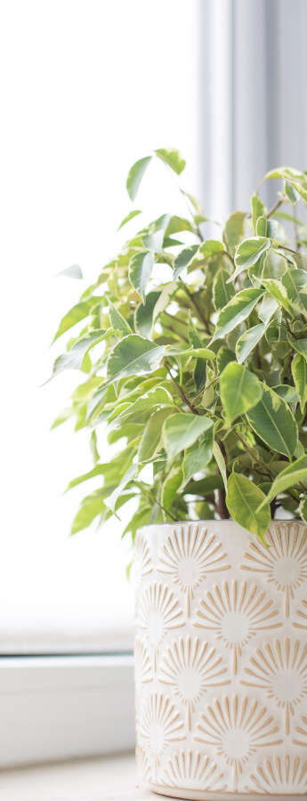 Ecco le 10 piante che purificano l'aria in casa