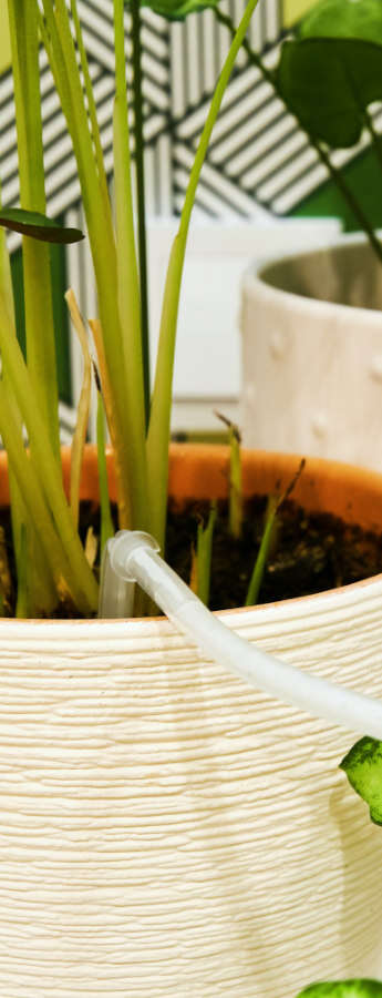 Sai come innaffiare le piante in vaso quando sei in vacanza?