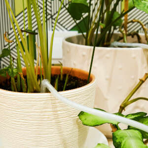 Sai come innaffiare le piante in vaso quando sei in vacanza?