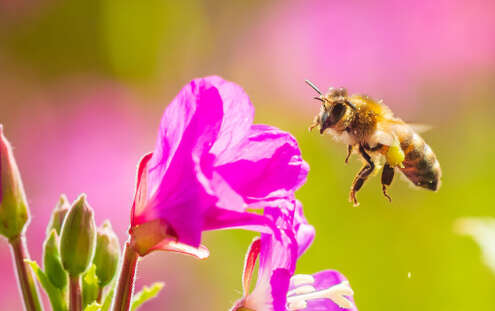 Ecco perché le api sono importanti per la sopravvivenza del Pianeta