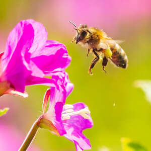 Ecco perché le api sono importanti per la sopravvivenza del Pianeta