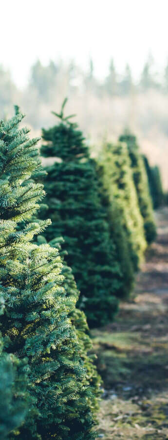Come scegliere un albero di Natale ecologico