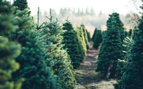 Come scegliere un albero di Natale ecologico