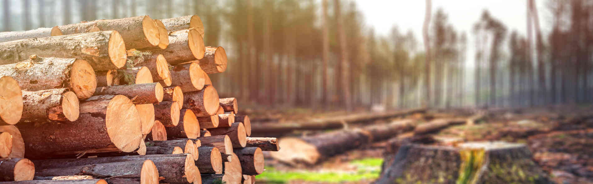Deforestazione: impatto e soluzioni per salvaguardare il pianeta