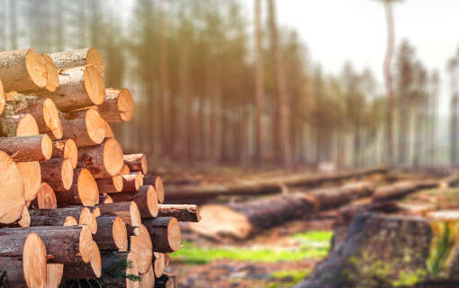 Deforestazione: impatto e soluzioni per salvaguardare il pianeta