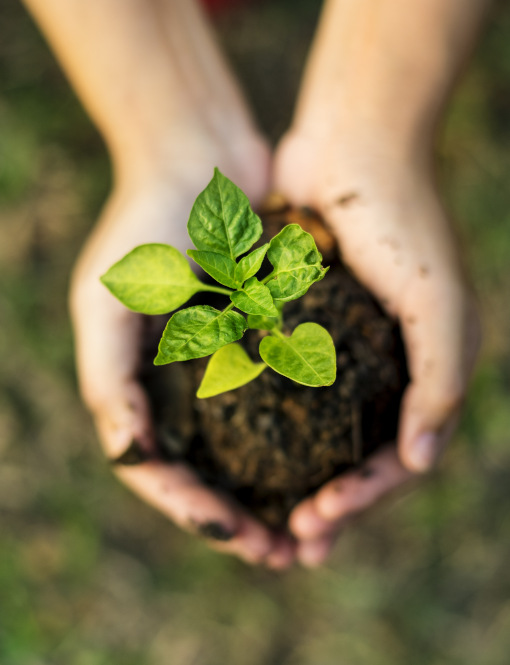 Definizione, principi e vantaggi dell’agricoltura sostenibile