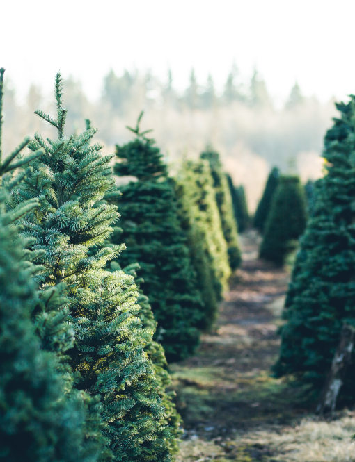 Come scegliere un albero di Natale ecologico