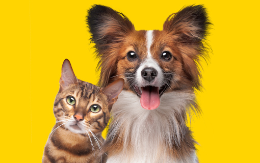 Animali domestici e caldo: come usare l’aria condizionata in sicurezza