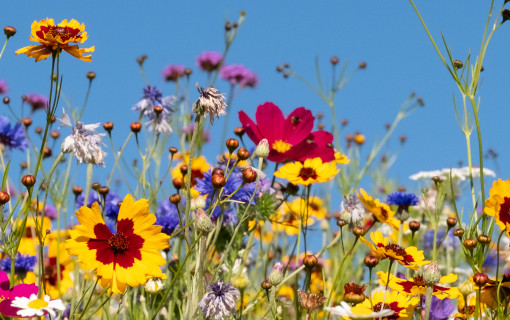 Cos'è la biodiversità e perché è importante