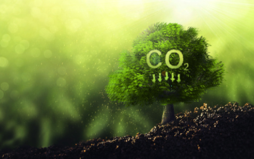 Carbon neutrality: cosa significa e come raggiungerla