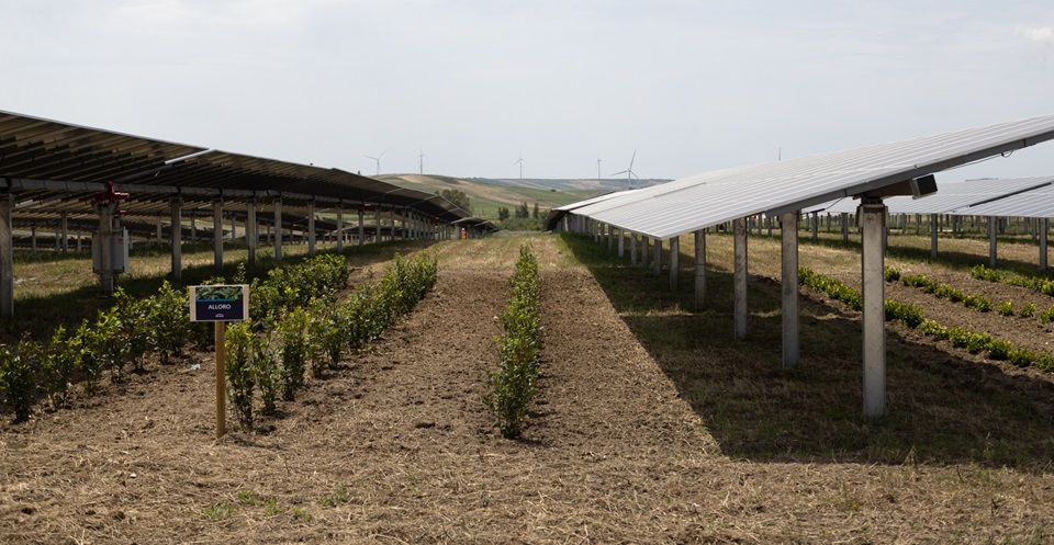 agrivoltaico