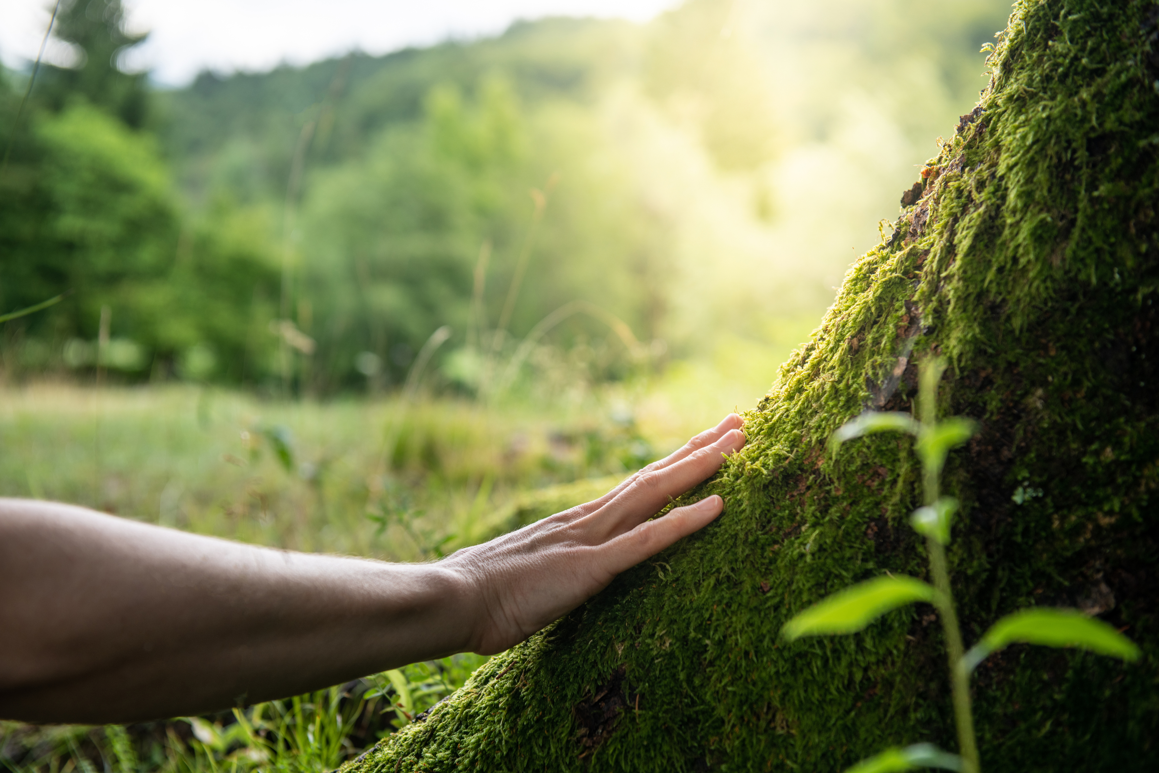 Immagine di Sostenibilità e Rispetto per l'Ambiente
